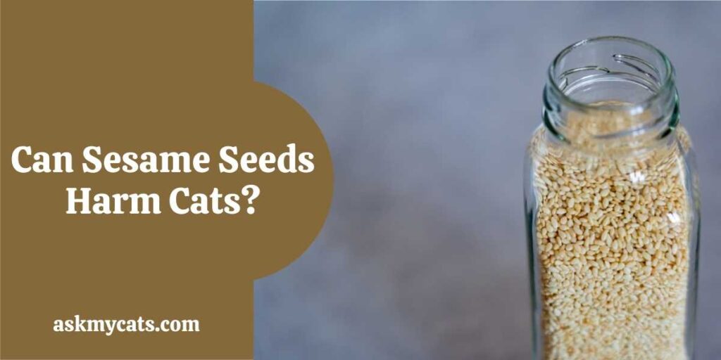 Can Sesame Seeds Harm Cats?