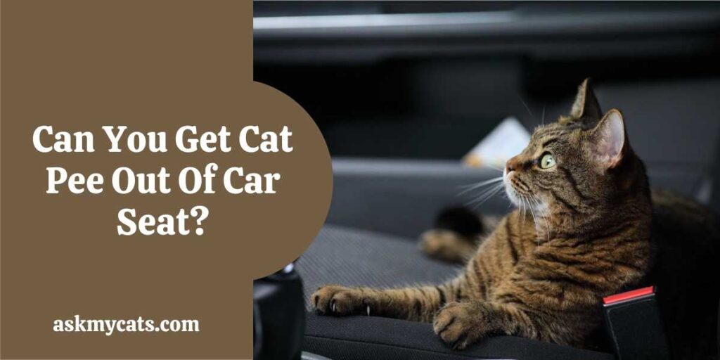 Can You Get Cat Pee Out Of Car Seat?