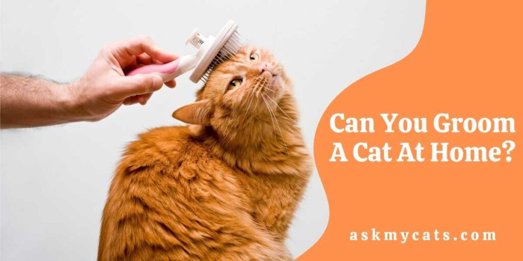 Can You Groom A Cat At Home?