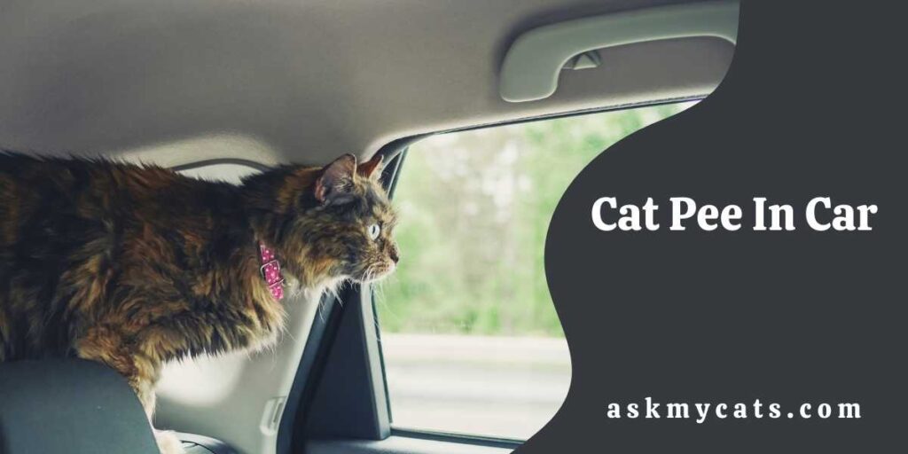 Cat Pee In Car How To Get Rid Of Cat Pee Smell In Car?