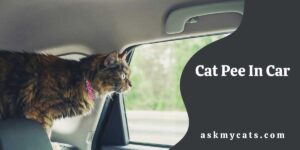 Cat Pee In Car: How To Get Rid Of Cat Pee Smell In Car?
