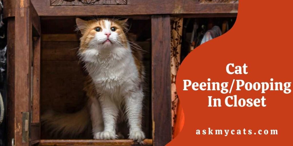 Cat Peeing/Pooping In Closet