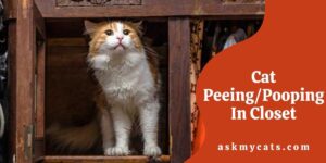 Cat Peeing/Pooping In Closet: How To Stop Them?