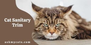 Cat Sanitary Trim: How Often Do Cats Need Sanitary Trim?