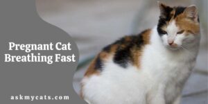 Pregnant Cat Breathing Fast: Is It Normal?