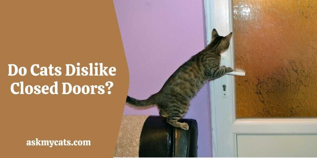 Do Cats Dislike Closed Doors?