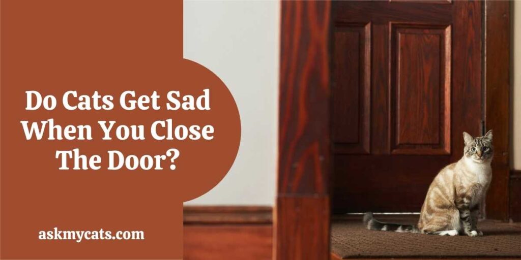 Do Cats Get Sad When You Close The Door?