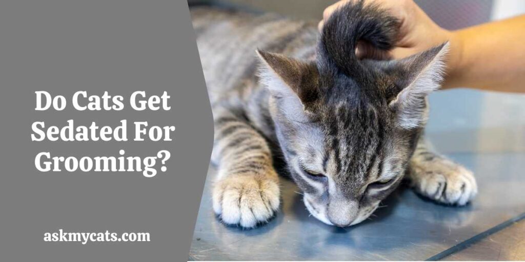 Do Cats Get Sedated For Grooming?