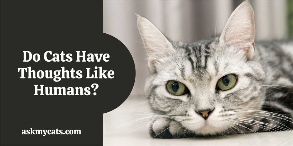 Do Cats Have Thoughts Like Humans?