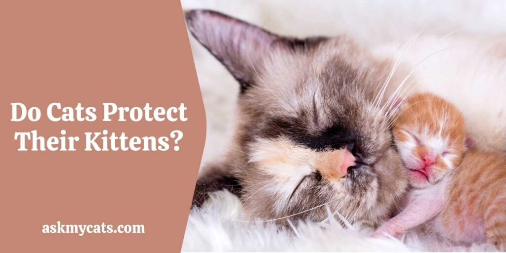 Do Cats Protect Their Kittens?