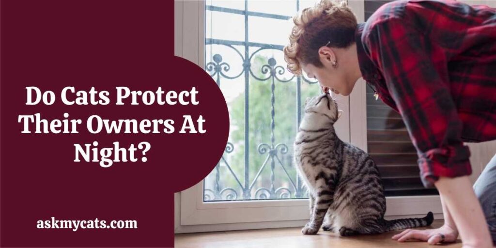 Do Cats Protect Their Owners At Night?