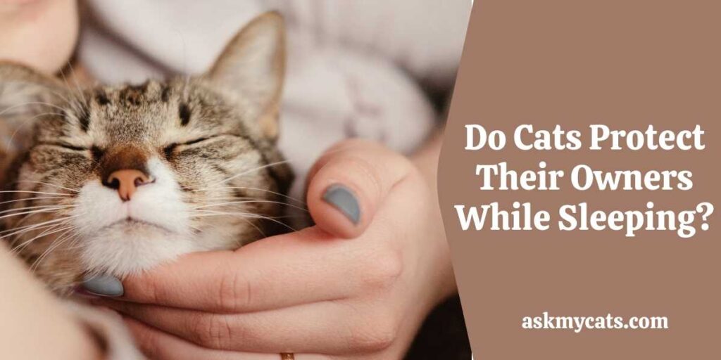 Do Cats Protect Their Owners While Sleeping?