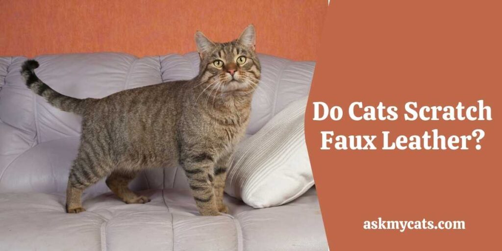 Do Cats Scratch Faux Leather?