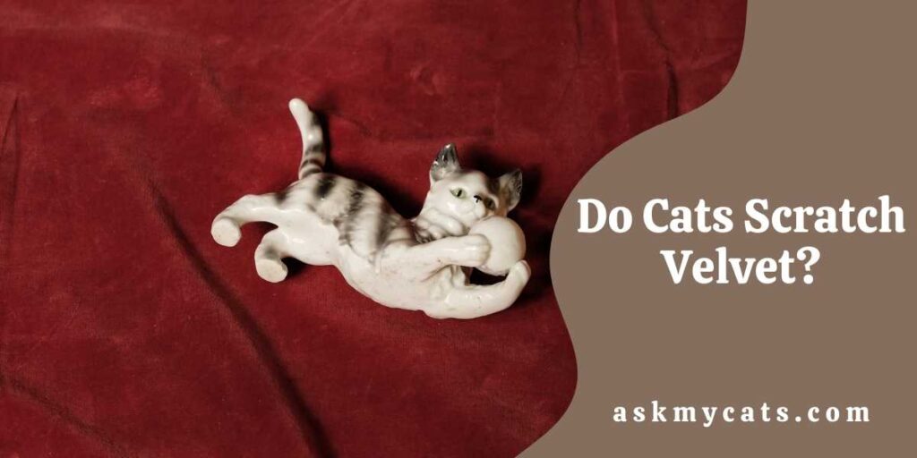 Do Cats Scratch Velvet?