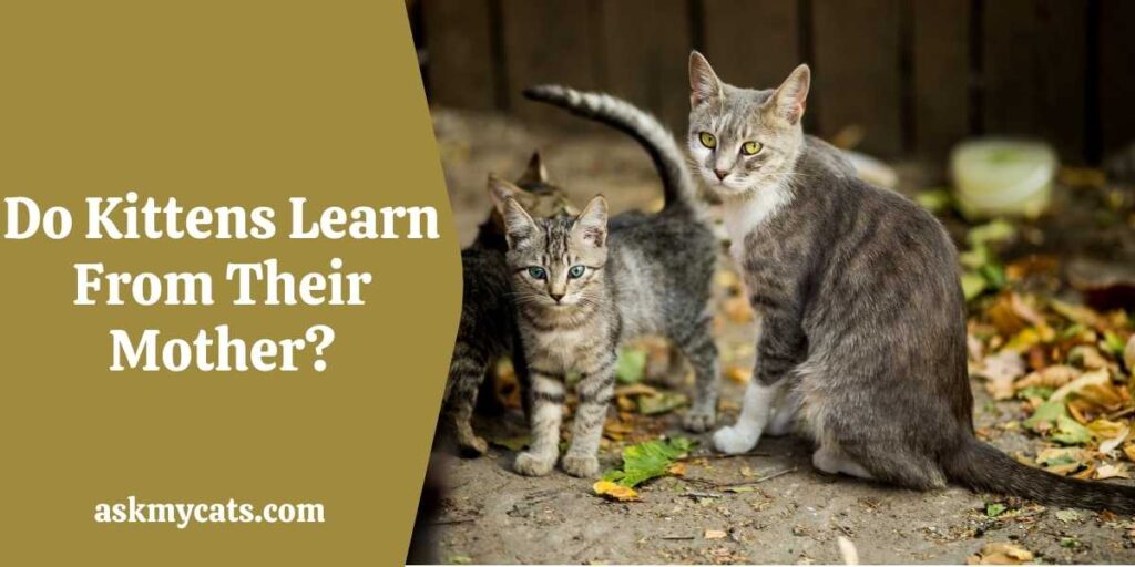 Do Kittens Learn From Their Mother?
