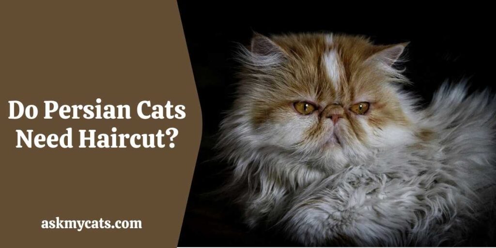 Do Persian Cats Need Haircut?