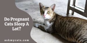 Do Pregnant Cats Sleep A Lot? Is It Normal?