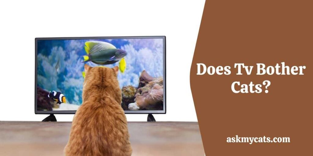 Does Tv Bother Cats?