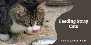 Feeding Stray Cats: Benefits & Dangers Of Feeding Stray Cats