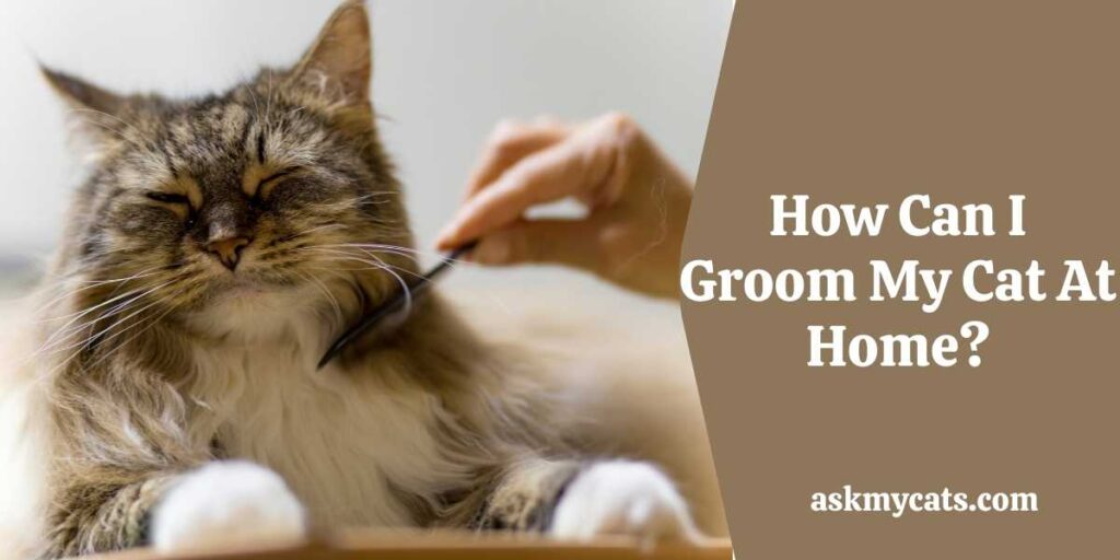 How Can I Groom My Cat At Home?