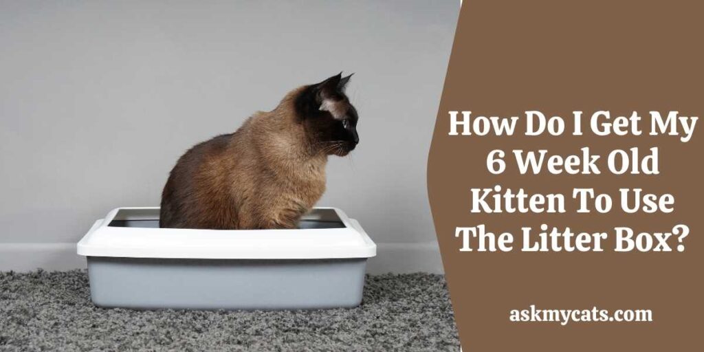 How Do I Get My 6 Week Old Kitten To Use The Litter Box?