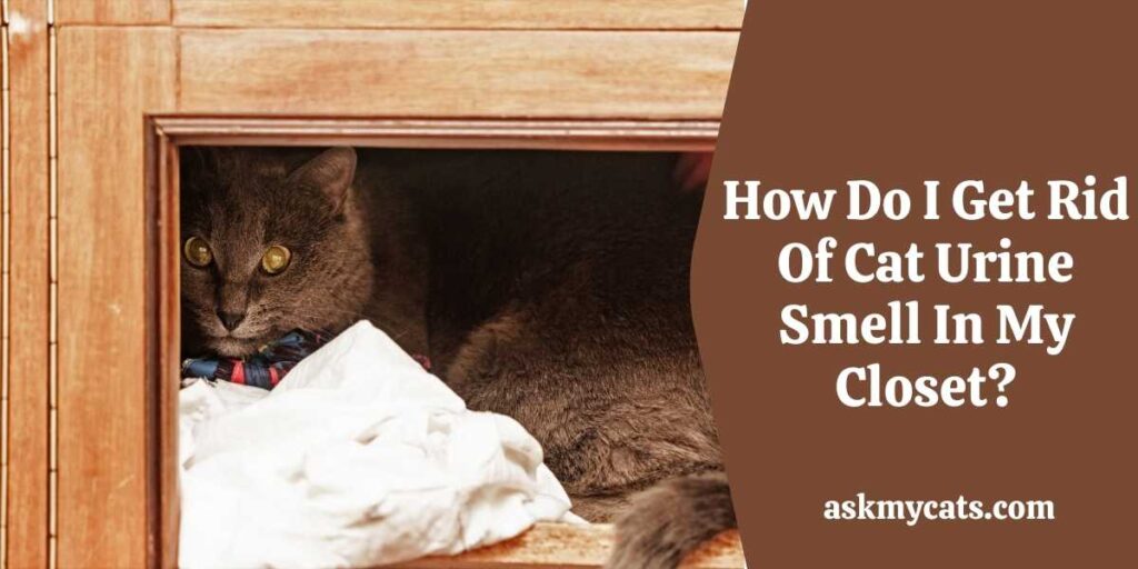 How Do I Get Rid Of Cat Urine Smell In My Closet?
