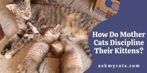 How Do Mother Cats Discipline Their Kittens?