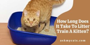 How Long Does It Take To Litter Train A Kitten?