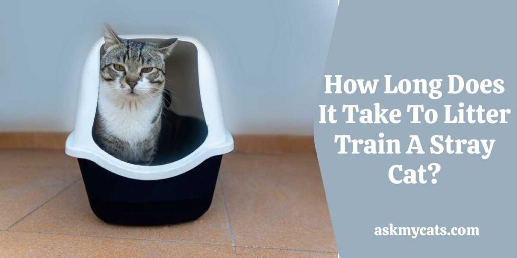 How Long Does It Take To Litter Train A Stray Cat?