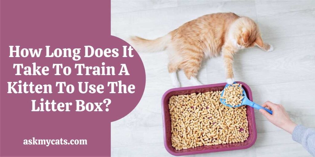 How Long Does It Take To Train A Kitten To Use The Litter Box?