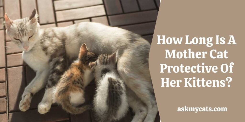 How Long Is A Mother Cat Protective Of Her Kittens?