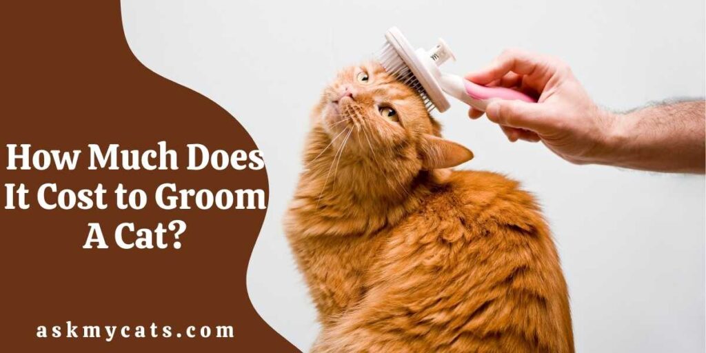 How Much Does It Cost to Groom A Cat?