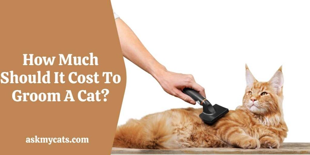 How Much Should It Cost To Groom A Cat?