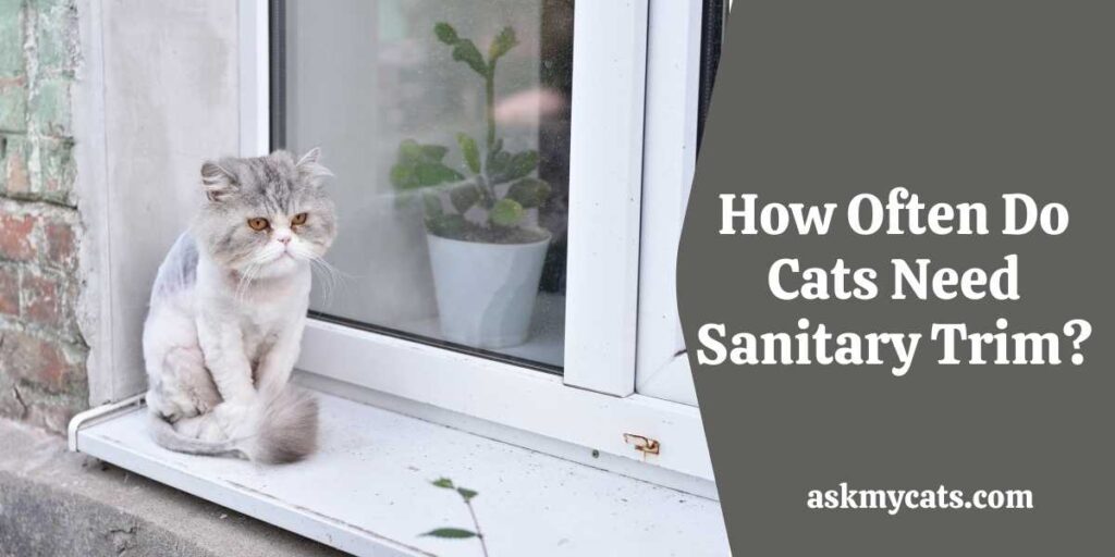 How Often Do Cats Need Sanitary Trim?