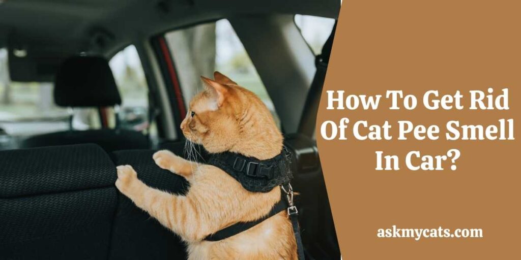 How To Get Rid Of Cat Pee Smell In Car?
