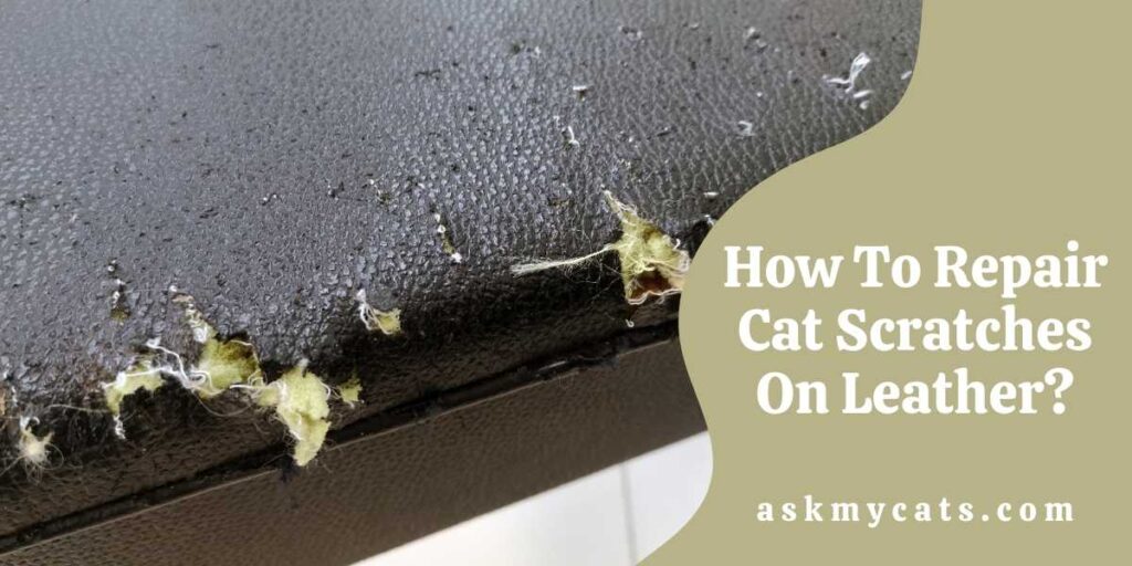 How to repair cat scratches on leather