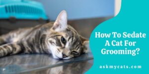How To Sedate A Cat For Grooming?
