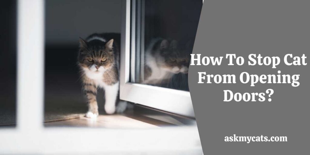How To Stop Cat From Opening Doors?