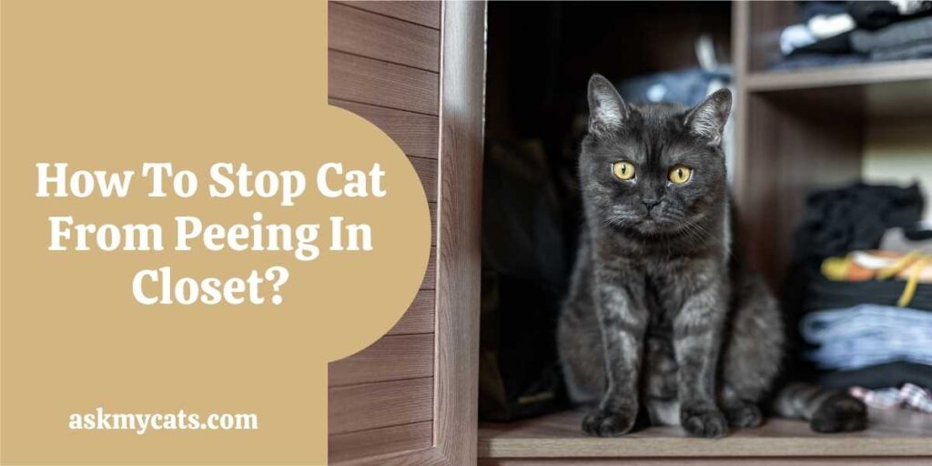How To Stop Cat From Peeing In Closet?