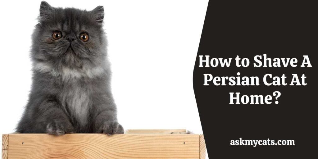How to Shave A Persian Cat At Home?