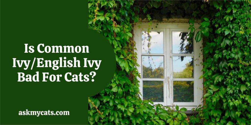 Is Common Ivy/English Ivy Bad For Cats?