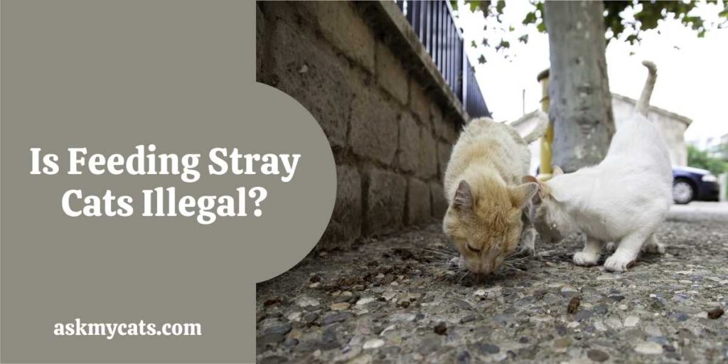 Is Feeding Stray Cats Illegal?
