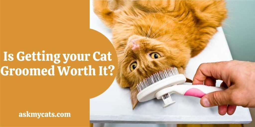 Is Getting your Cat Groomed Worth It?