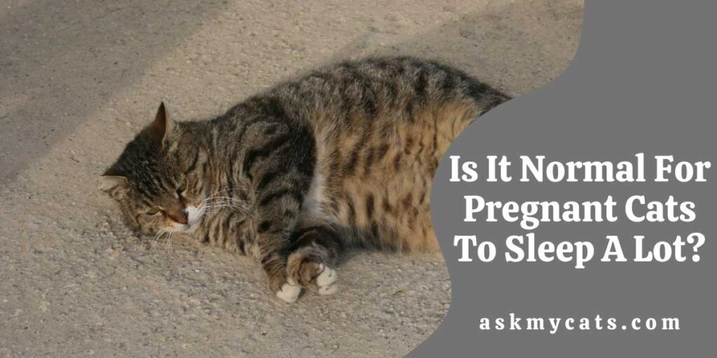 Is It Normal For Pregnant Cats To Sleep A Lot?