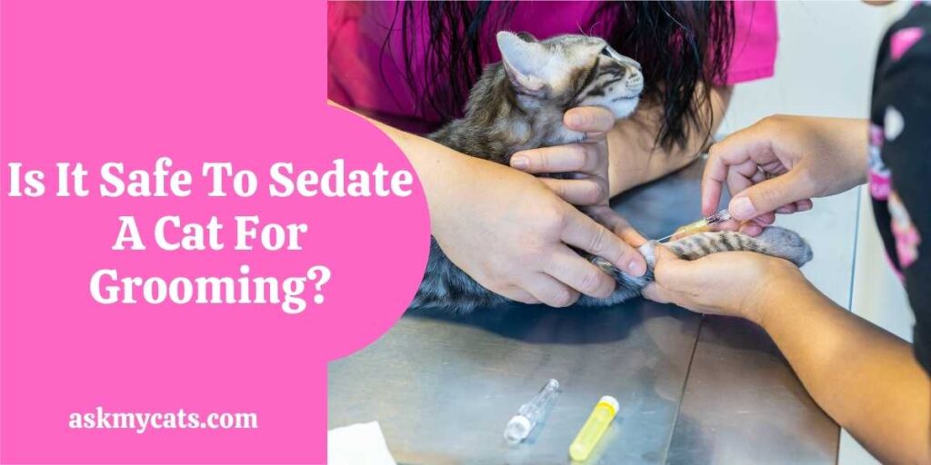 Sedate cat store for grooming