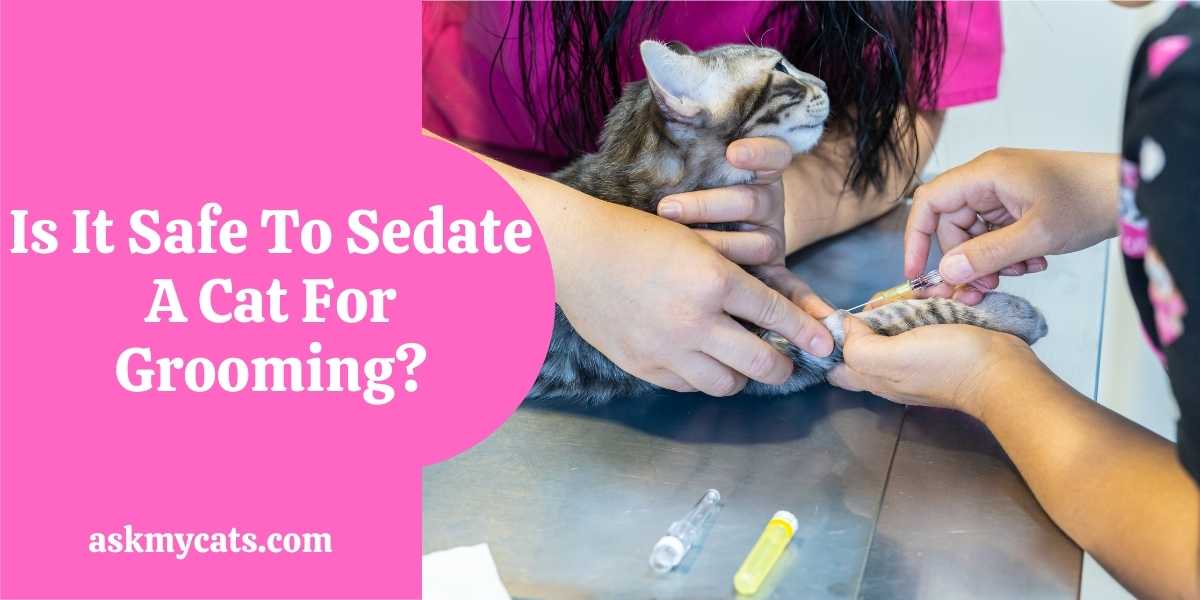 How To Sedate A Cat For Grooming?