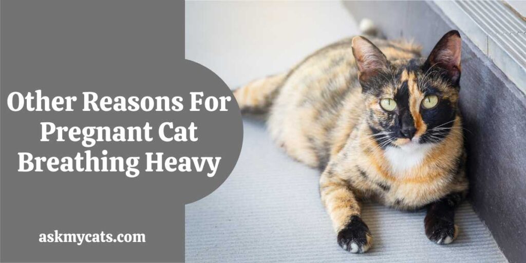 Other Reasons For Pregnant Cat Breathing Heavy