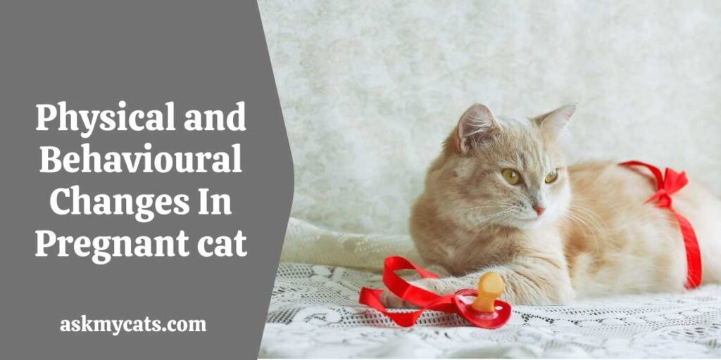Physical and Behavioural Changes In Pregnant cat