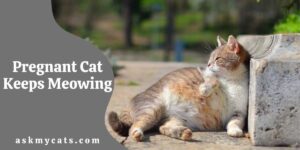 Pregnant Cat Keeps Meowing: Know These Reasons