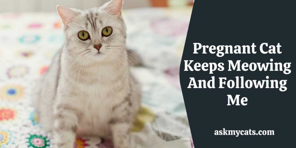 Do Cats Meow A Lot Before Giving Birth?
